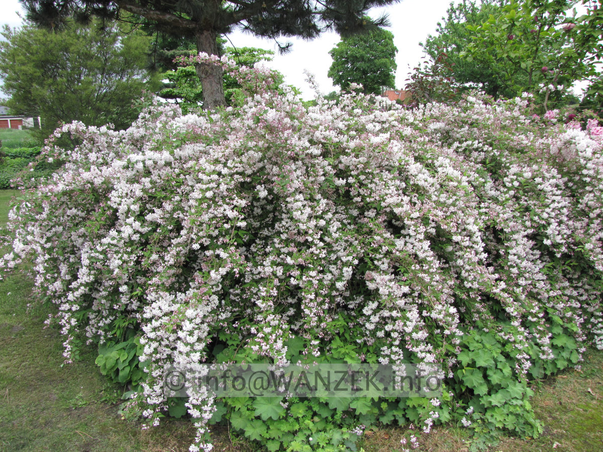 Deutzia kalmiiflora 01.JPG